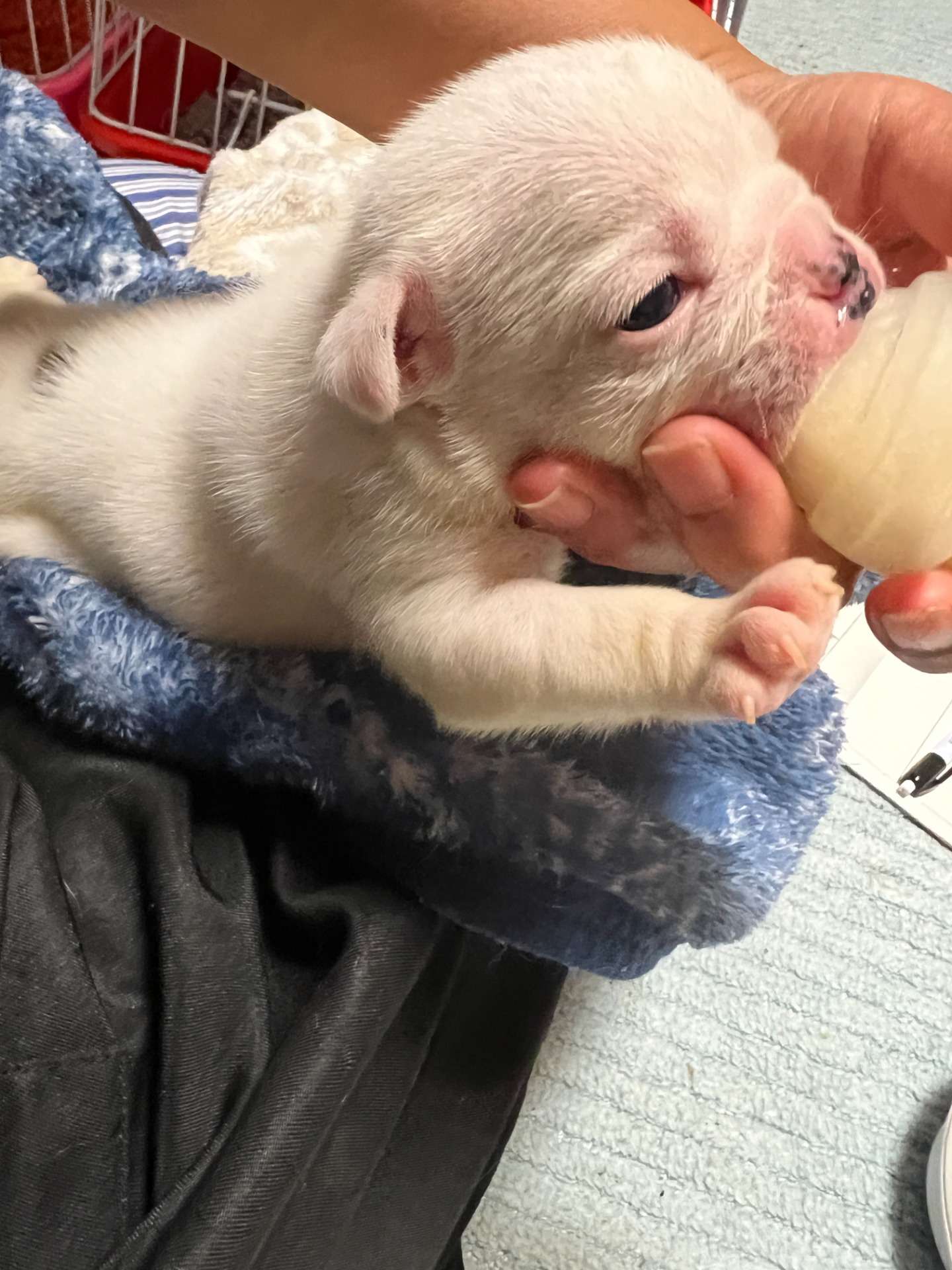 ブルドッグの赤ちゃん😊岐阜県養老町ブリーダーのワンダフルパピーです。