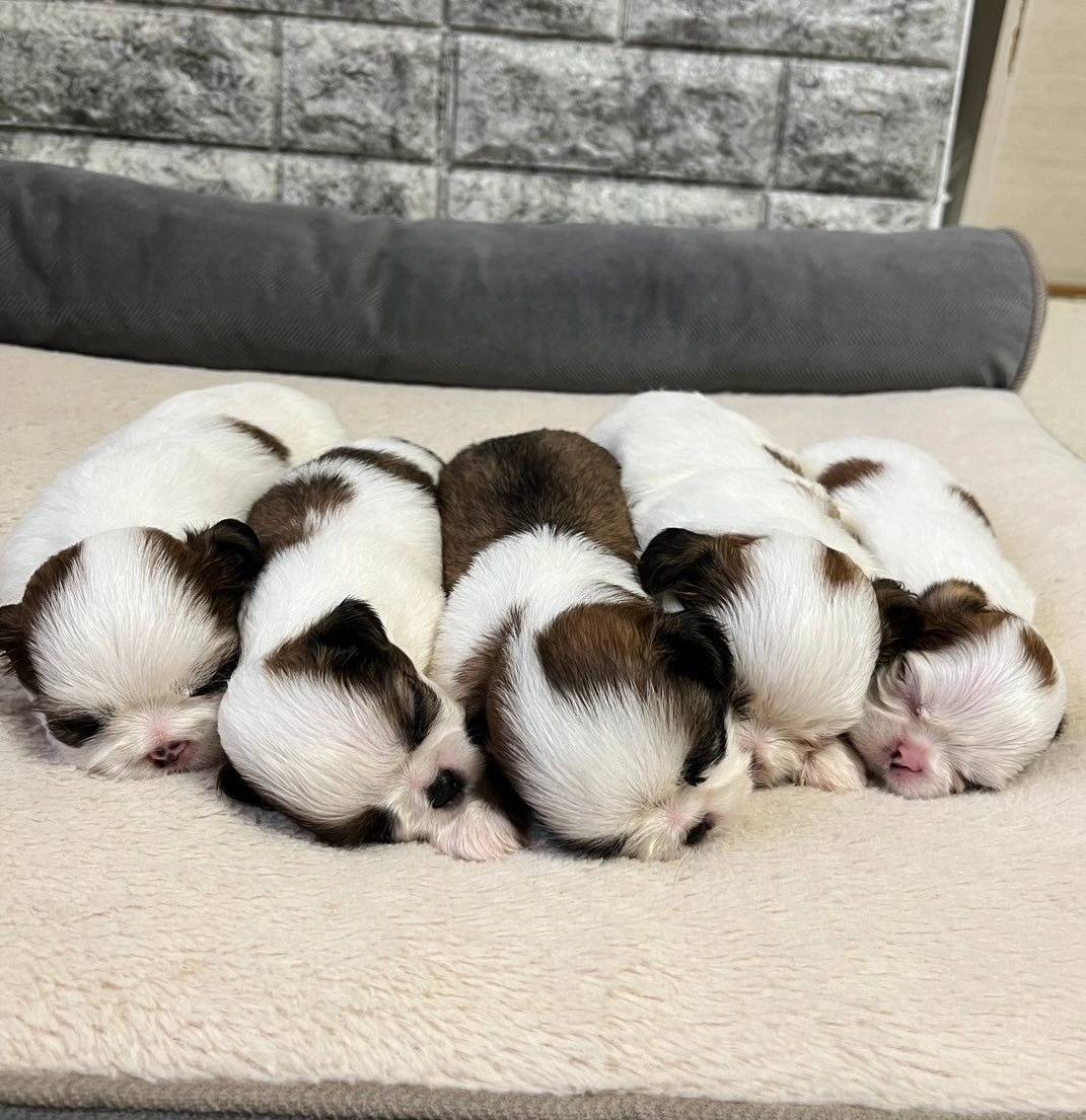 シーズーの兄妹🐶可愛すぎます❤岐阜県養老町のブリーダー「ワンダフルパピー」です。