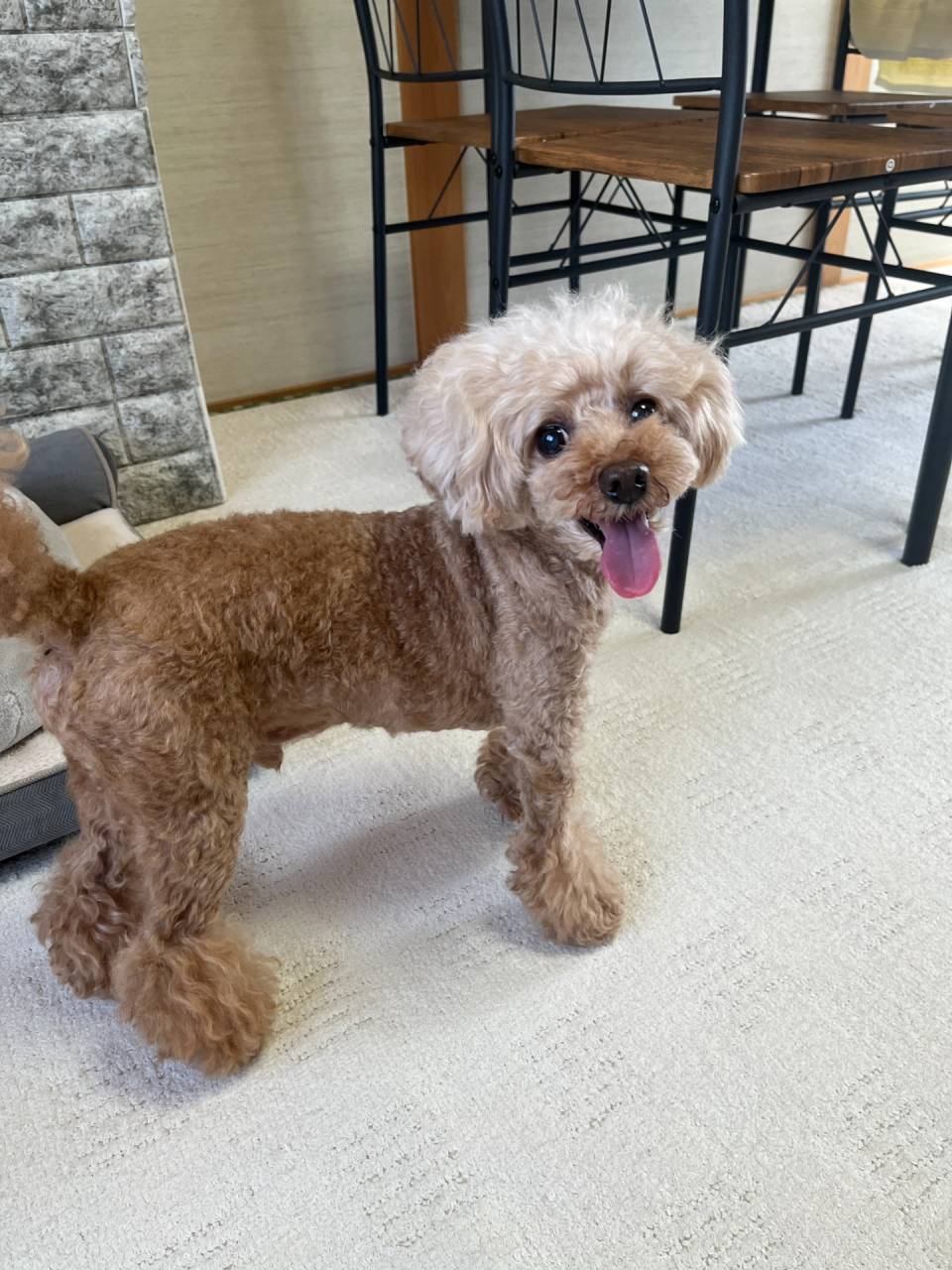 お泊まりワンちゃんのご様子🐶岐阜県養老町のブリーダー「ワンダフルパピー」です。