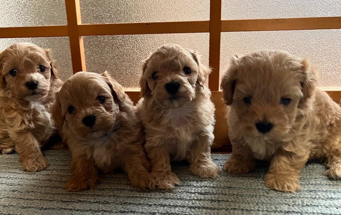 可愛いマルプー4兄妹🐶🐶🐶🐶見学出来ます💕岐阜県養老町ブリーダーの「ワンダフルパピー」です。