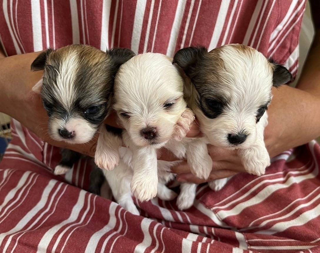 マルチワ（マルチーズ×チワワ）ご家族様決まりました。