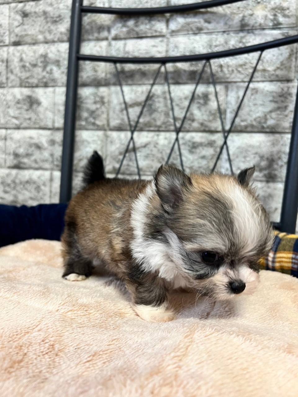 マルチワ（マルチーズ×チワワ）ご家族様決まりました。