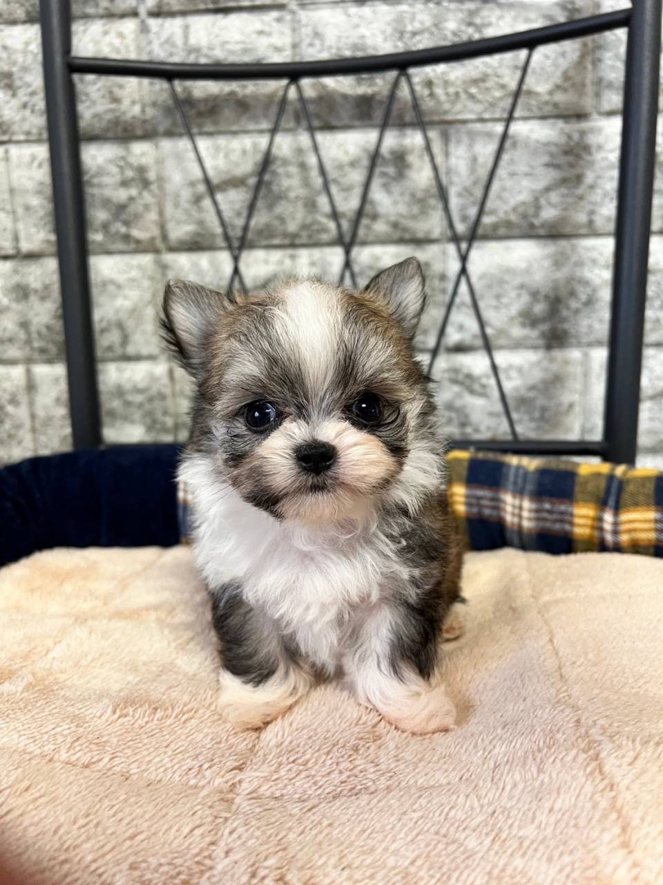 マルチワ3兄妹すくすく成長中🐶岐阜県養老町のブリーダー「ワンダフルパピー」です。