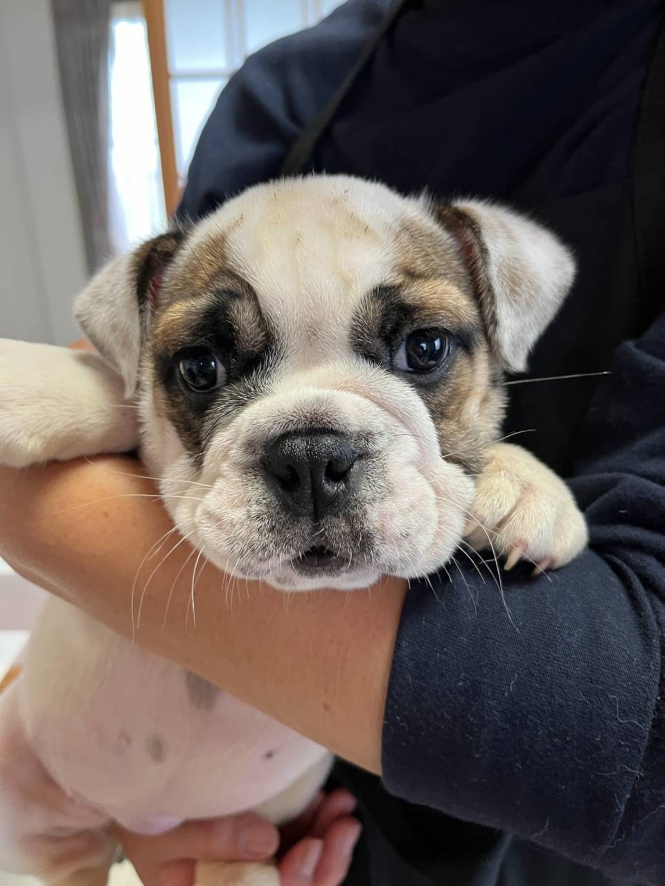 特別記念価格のご案内🐶🐶🐶岐阜県養老町のブリーダー「ワンダフルパピー」です。