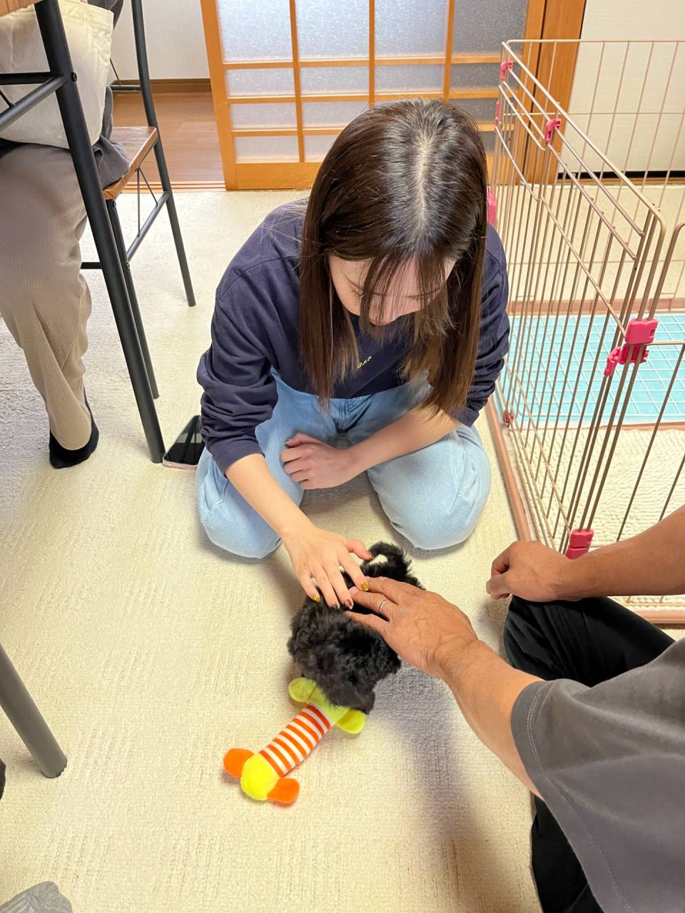 トイプードルのごま君🐶新しいご家族様と幸せにね❤岐阜県養老町のブリーダー「ワンダフルパピー」です。