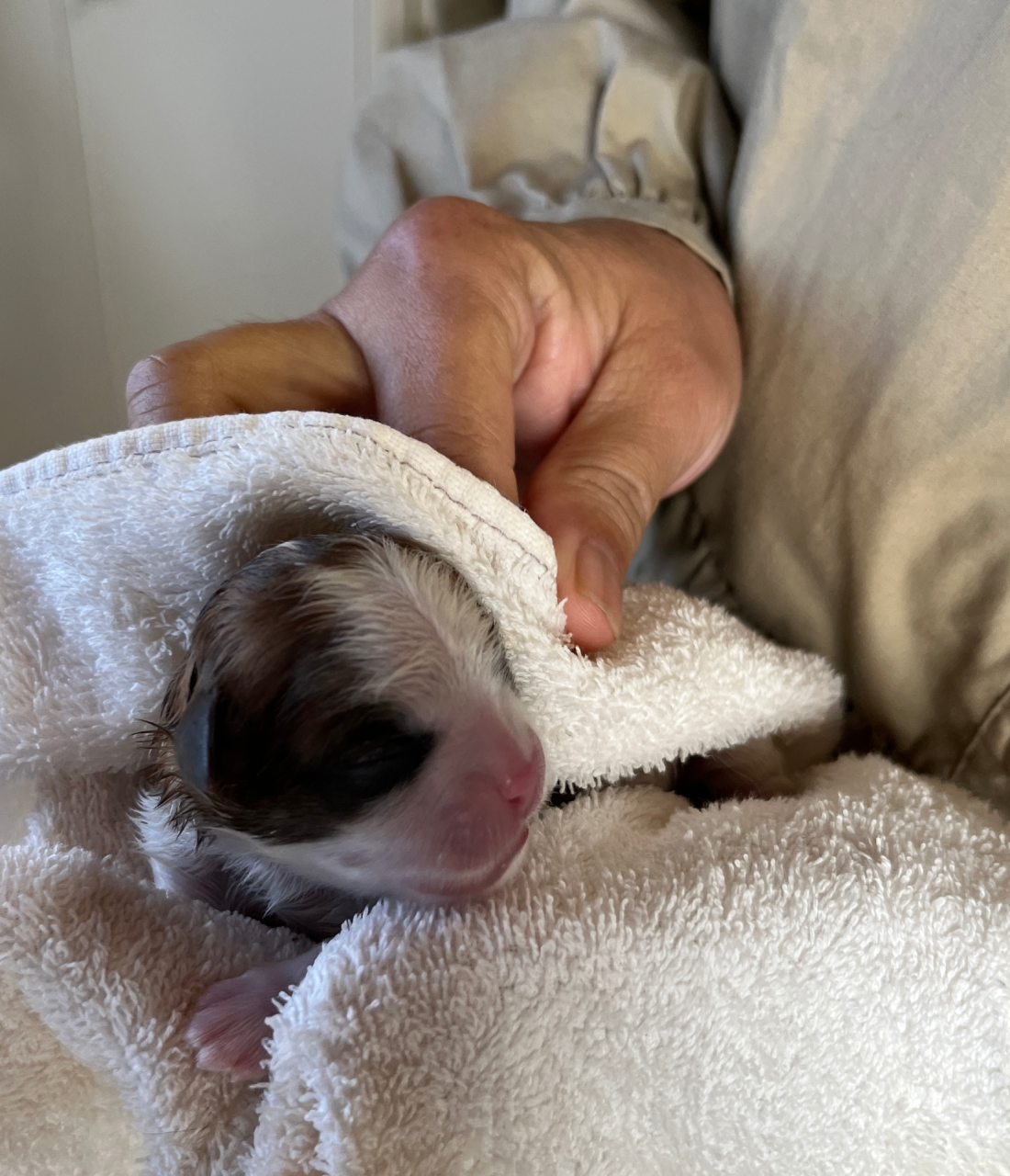 マルシーズーの仔犬が産まれました🐶岐阜県養老町のブリーダー「ワンダフルパピー」です。