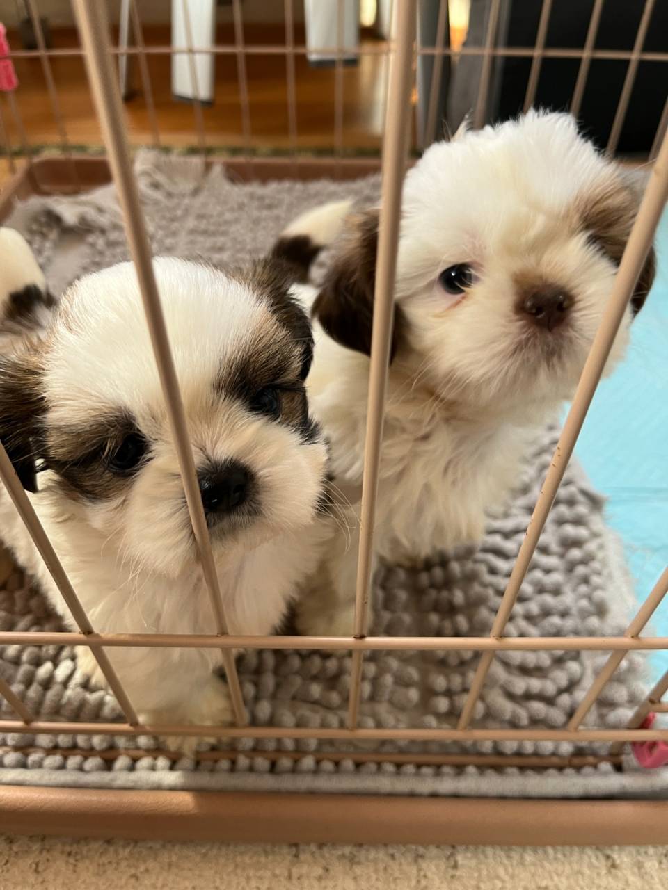 甘え上手なシーズーの兄妹🐶❤岐阜県養老町のブリーダー「ワンダフルパピー」です。