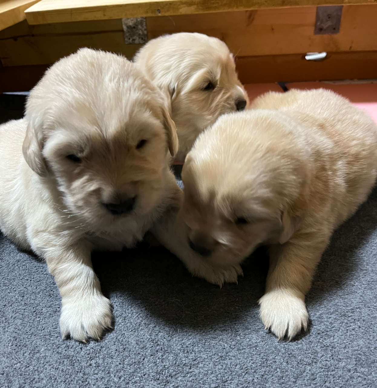 ゴールデンレトリーバーの姉妹🐶すくすく成長しています❤岐阜県養老町のブリーダー「ワンダフルパピー」です。