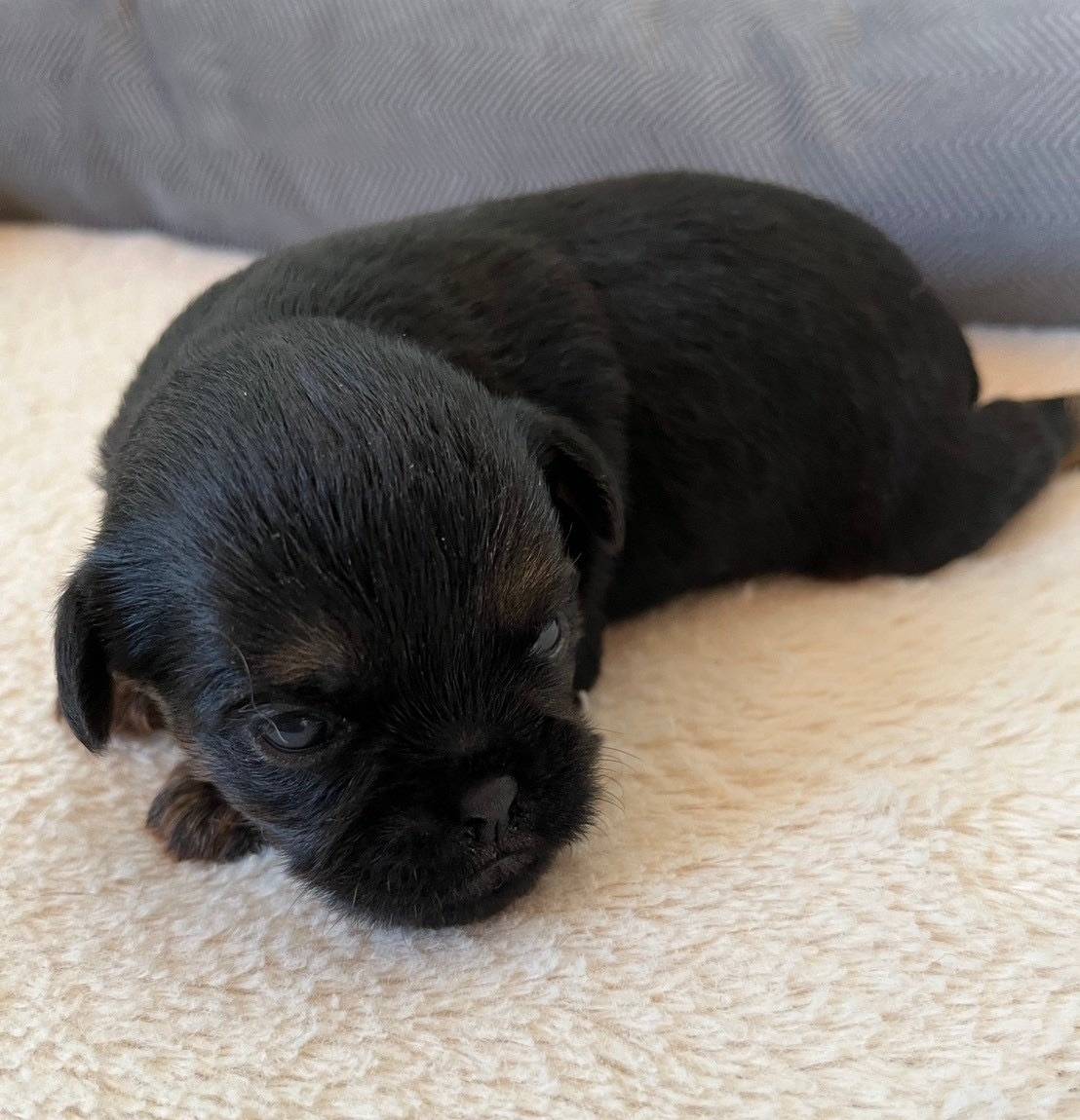 ベルジアングリフォン　ご家族様が決まりました。