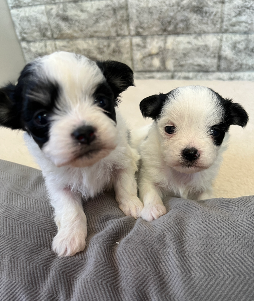 仔犬の見学できます🐶岐阜県養老町のブリーダー「ワンダフルパピー」です。