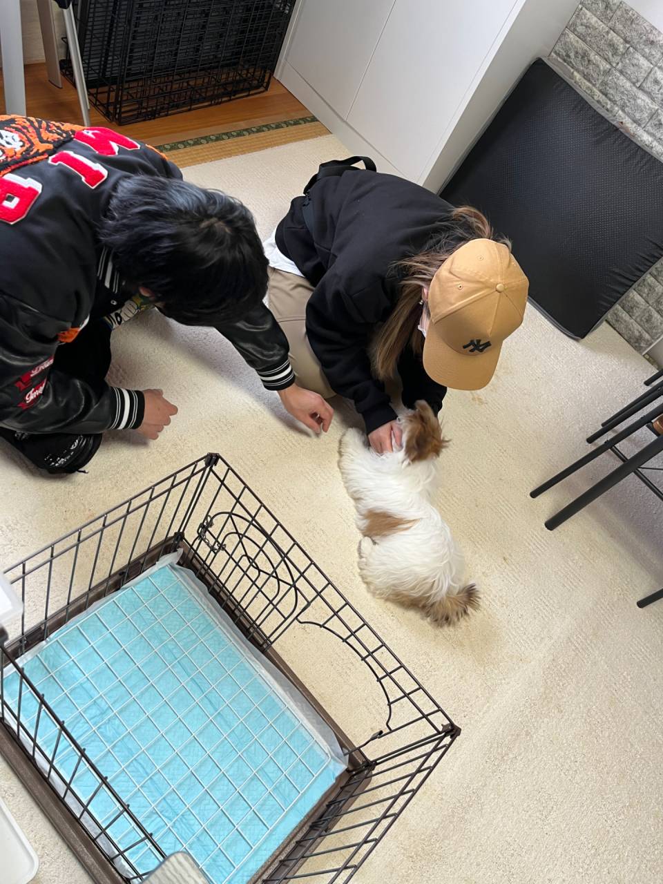 シーズーの男の子🐶見学のご様子❤岐阜県養老町のブリーダー「ワンダフルパピー」です。