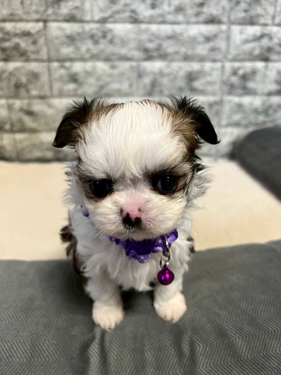 チワシーズー（チワワ×シーズー）ご家族様が決まりました