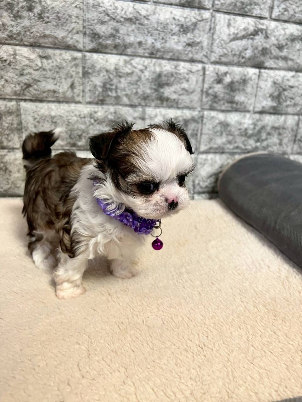 チワシーズー（チワワ×シーズー）ご家族様が決まりました