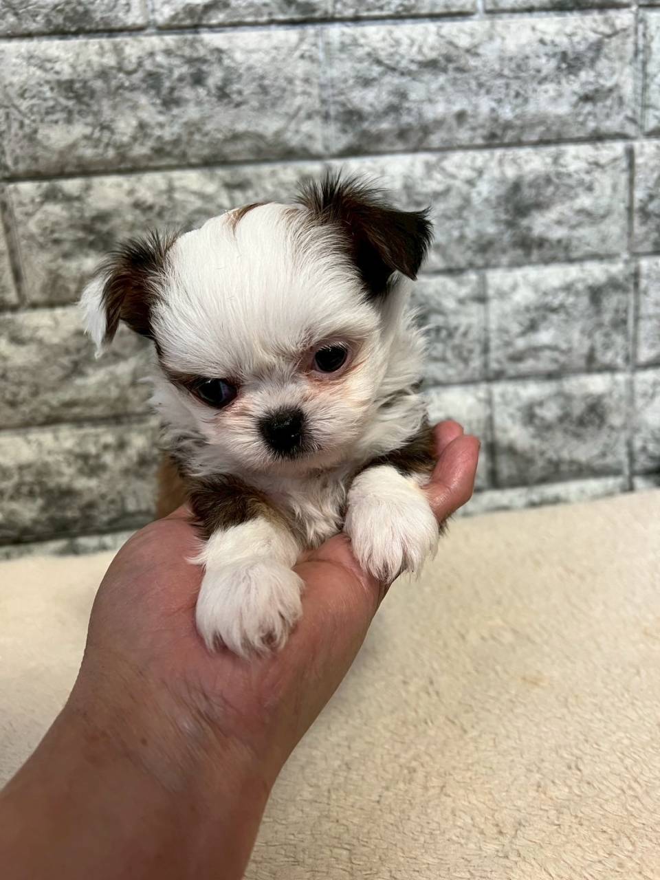 チワシーズー（チワワ×シーズー）ご家族様が決まりました