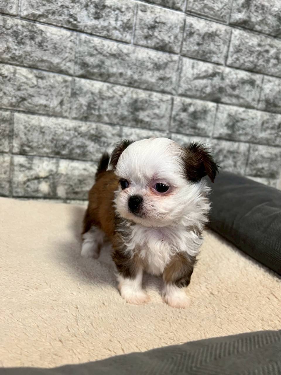 チワシーズー（チワワ×シーズー）ご家族様が決まりました