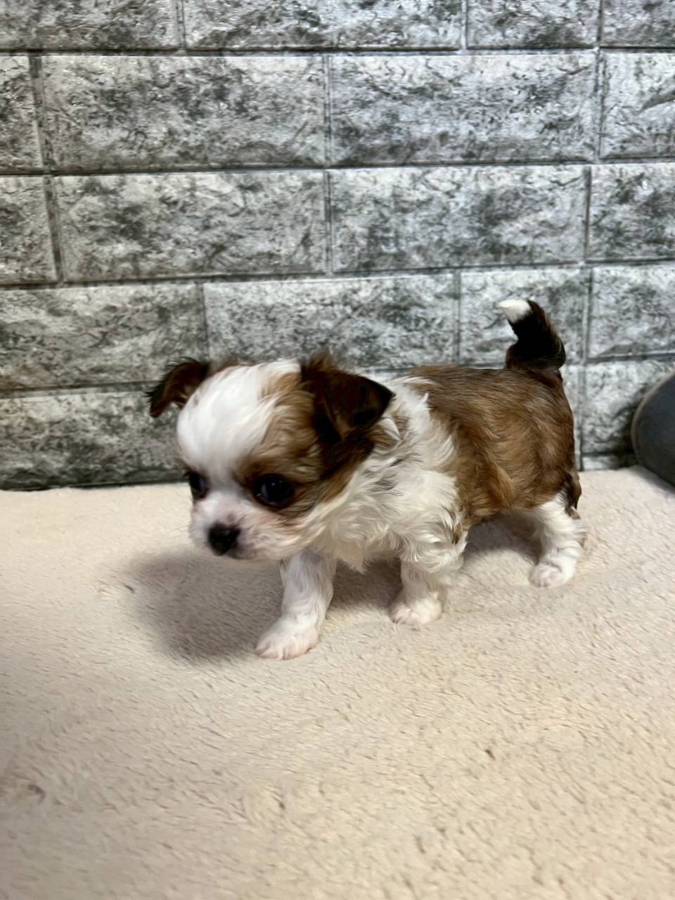 チワシーズー（チワワ×シーズー）ご家族様が決まりました