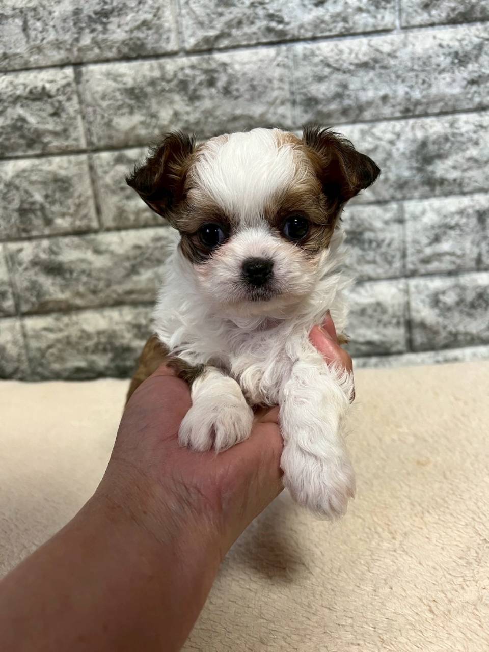 チワシーズー（チワワ×シーズー）ご家族様が決まりました