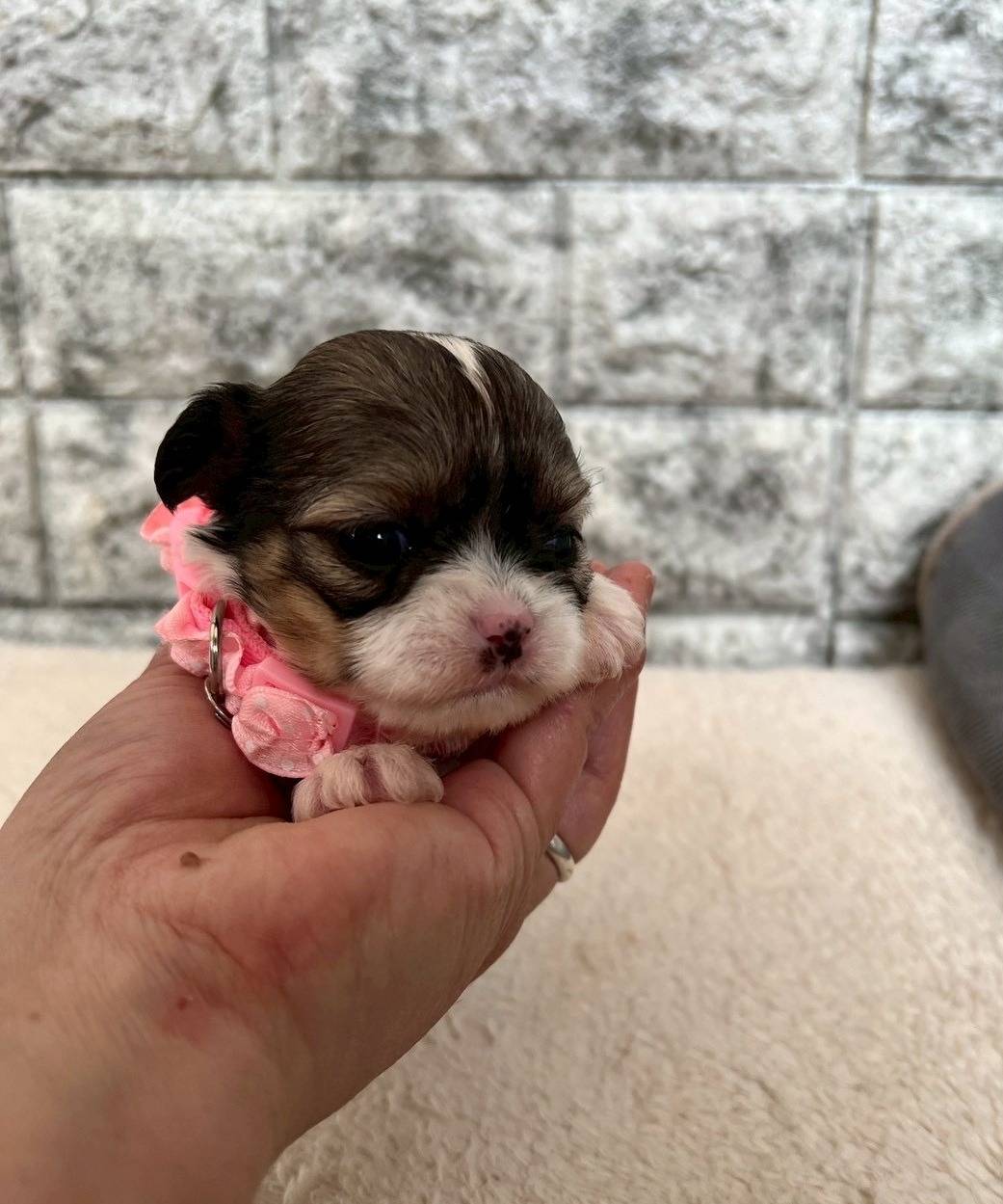 チワシーズー（チワワ×シーズー）ご家族様が決まりました