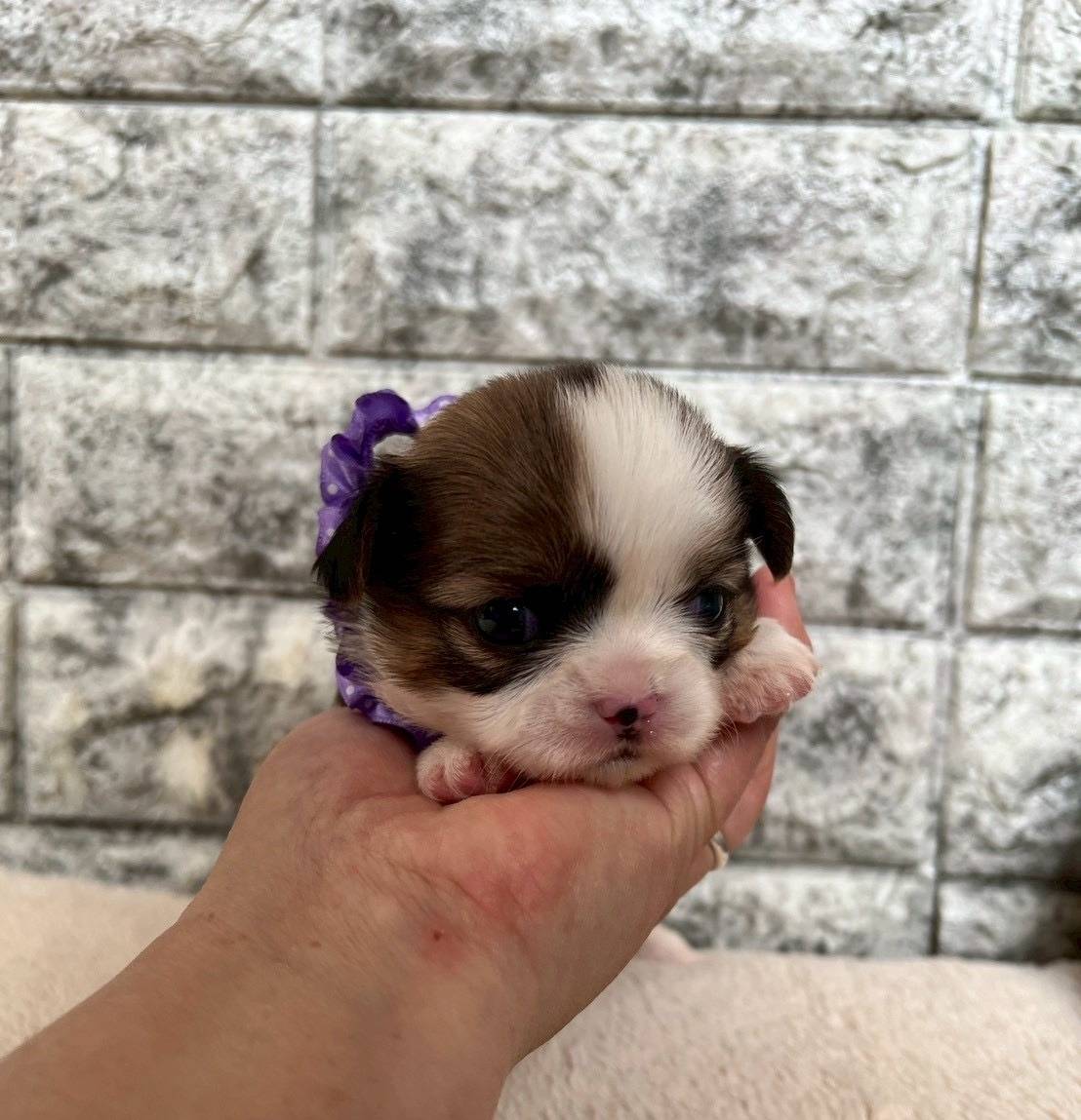 チワシーズー（チワワ×シーズー）ご家族様が決まりました