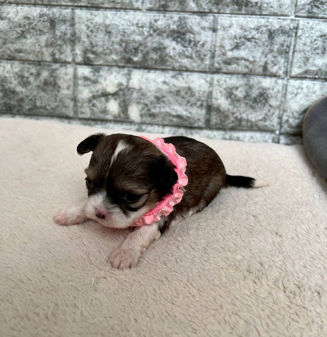 チワシーズー（チワワ×シーズー）ご家族様が決まりました