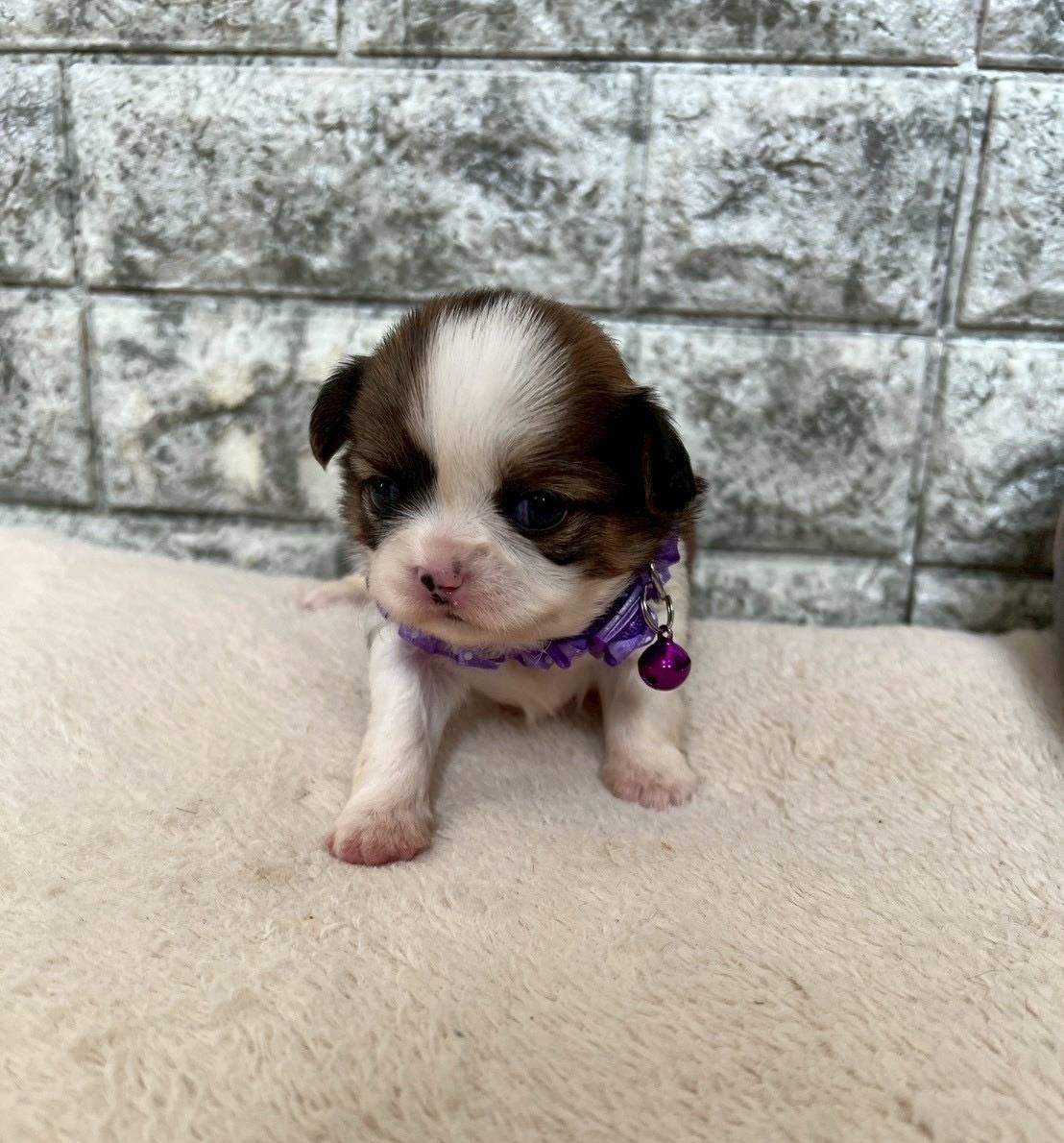 チワシーズー（チワワ×シーズー）ご家族様が決まりました