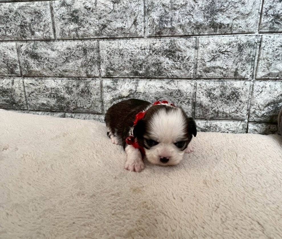 チワシーズー（チワワ×シーズー）ご家族様が決まりました