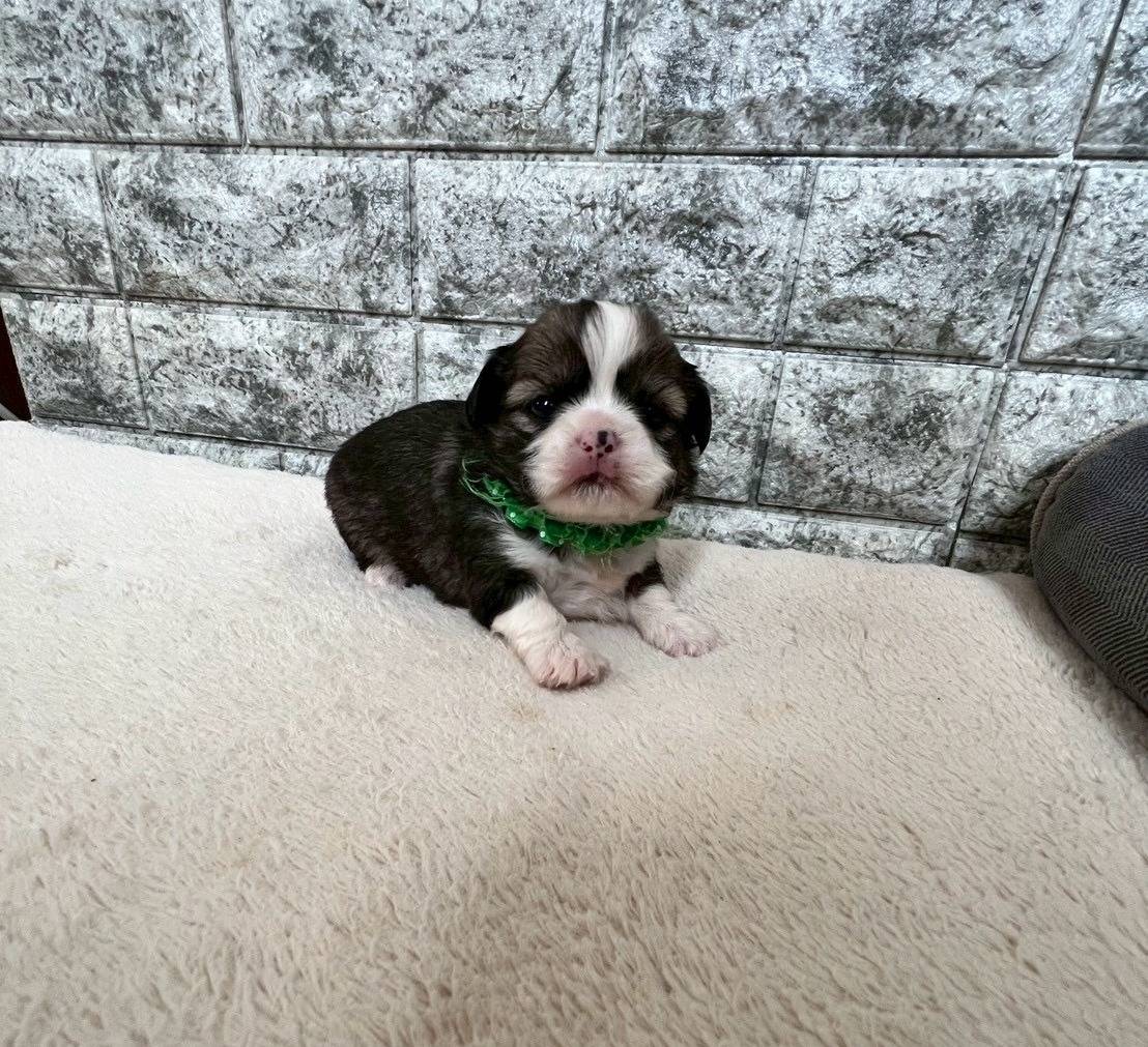 チワシーズー（チワワ×シーズー）ご家族様が決まりました