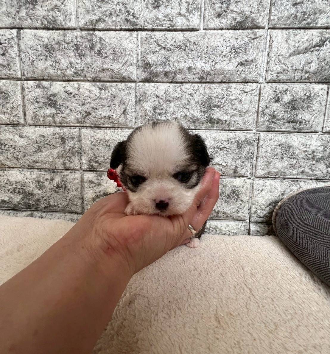 チワシーズー（チワワ×シーズー）ご家族様が決まりました