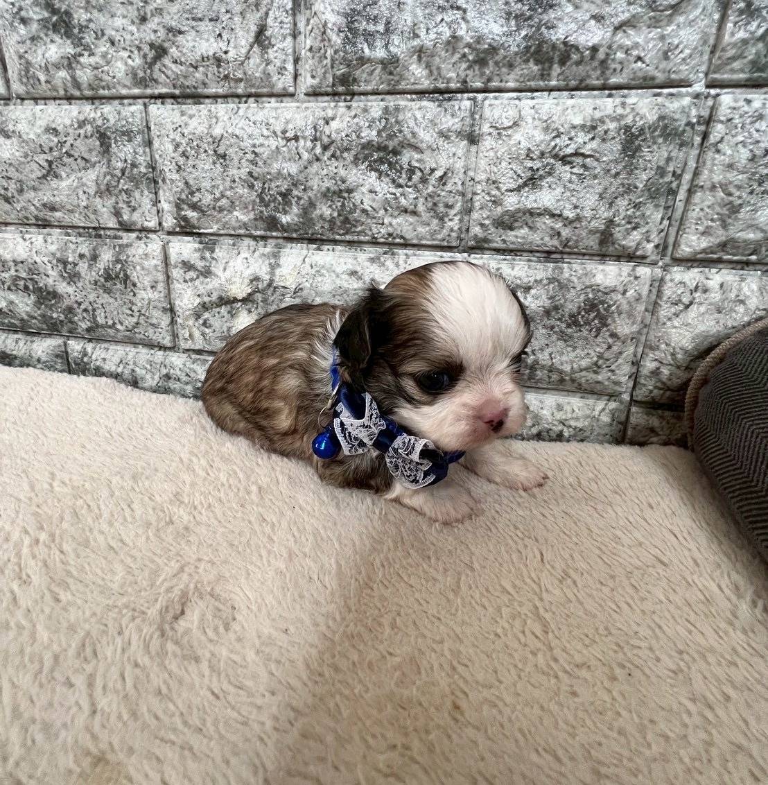 チワシーズー（チワワ×シーズー）ご家族様が決まりました