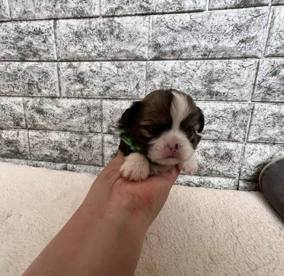 チワシーズー（チワワ×シーズー）ご家族様が決まりました