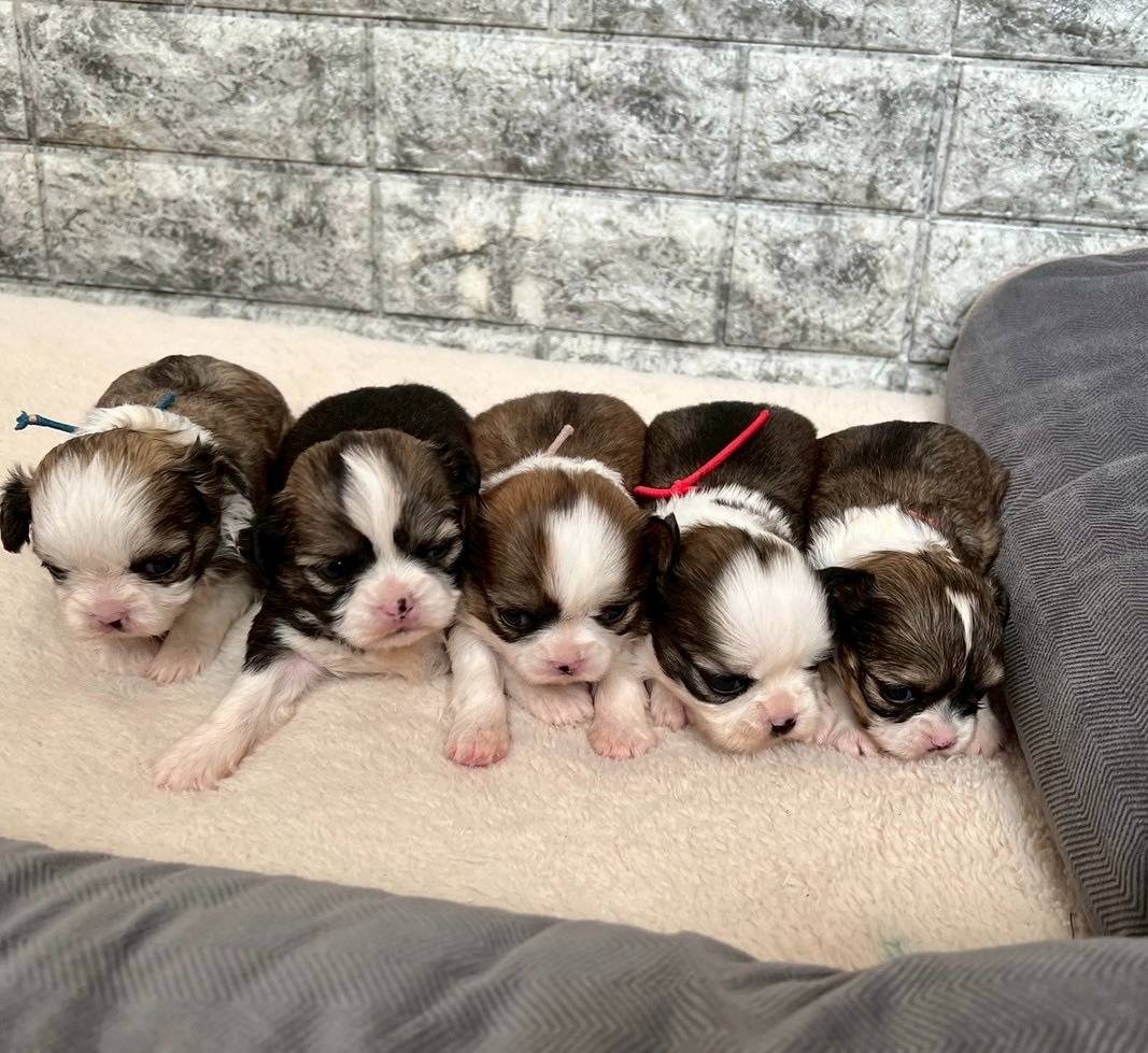 チワシーズー（チワワ×シーズー）ご家族様が決まりました