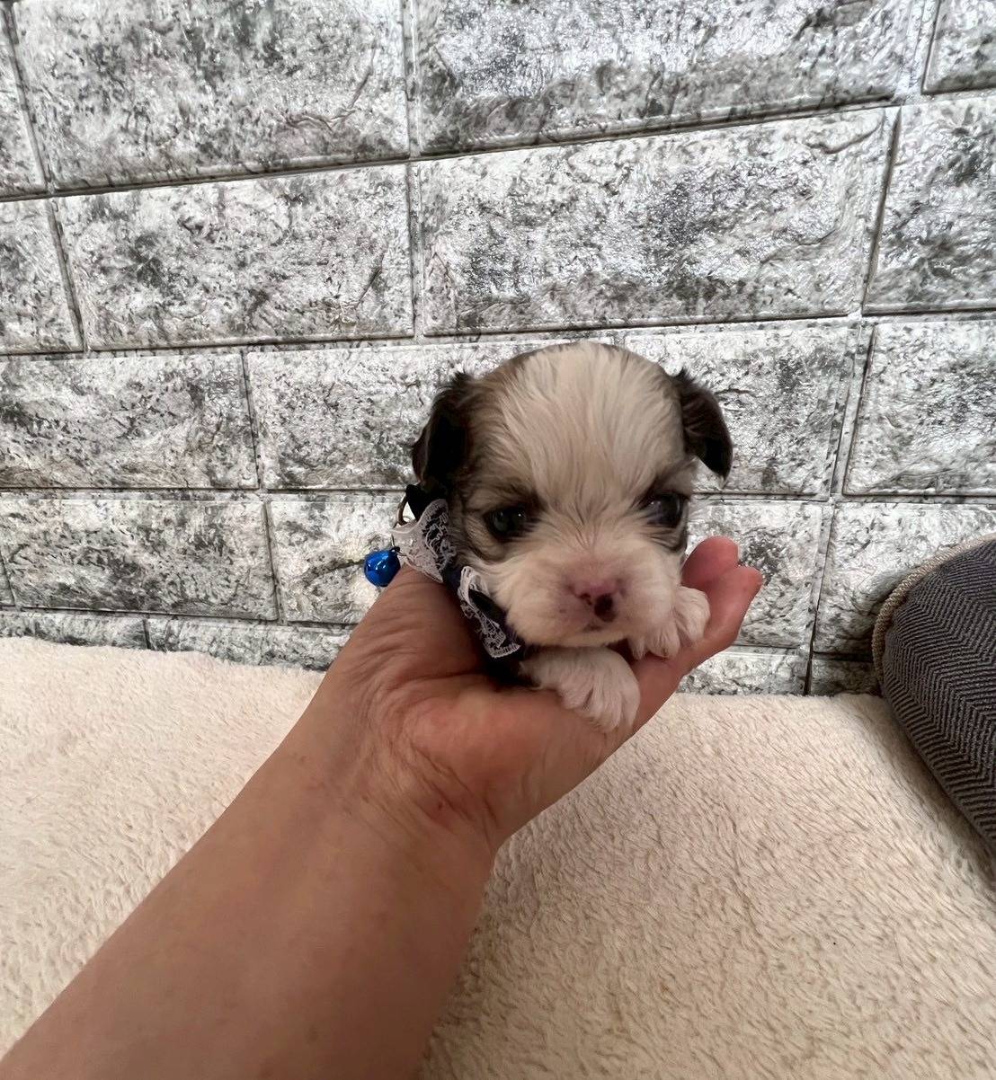 チワシーズー（チワワ×シーズー）ご家族様が決まりました