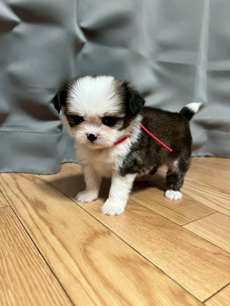 チワシーズー（チワワ×シーズー）ご家族様が決まりました