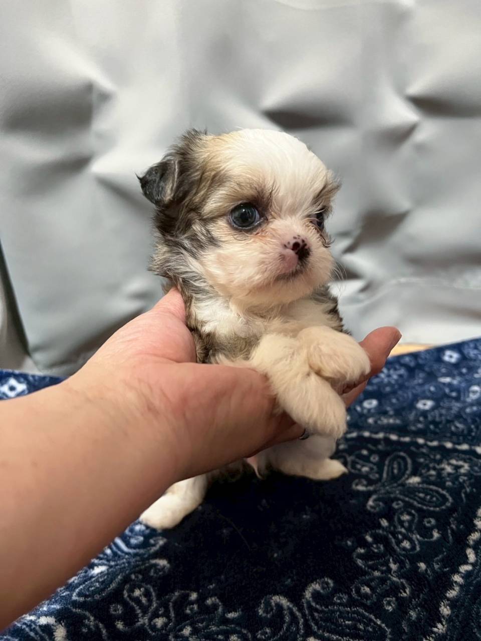 チワシーズー（チワワ×シーズー）ご家族様が決まりました