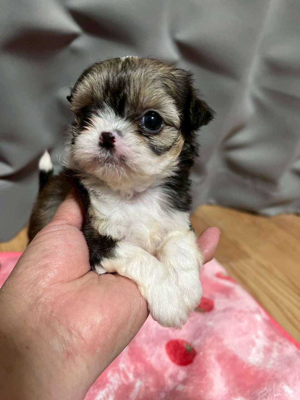 チワシーズー（チワワ×シーズー）ご家族様が決まりました