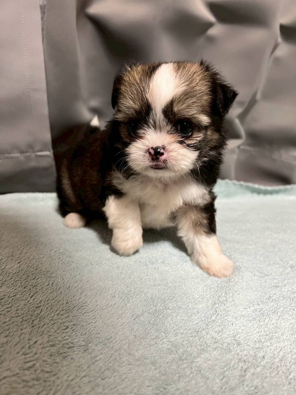 チワシーズー（チワワ×シーズー）ご家族様が決まりました