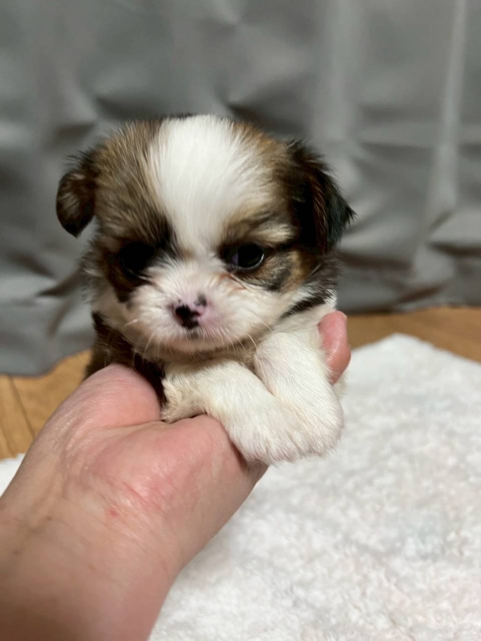 チワシーズー（チワワ×シーズー）ご家族様が決まりました