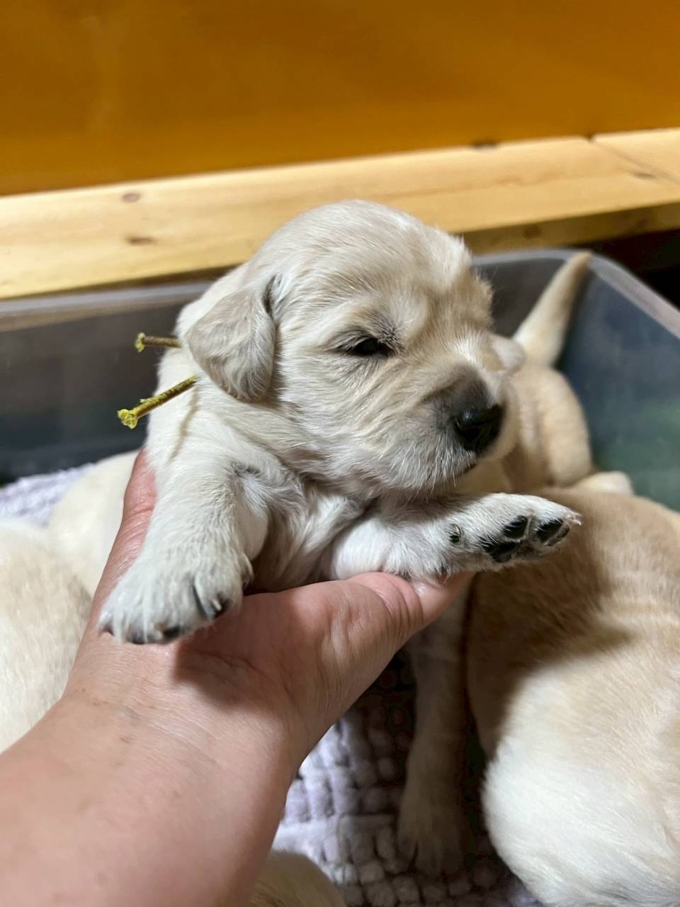 ゴールデンレトリーバー   ご家族様が決まりました。