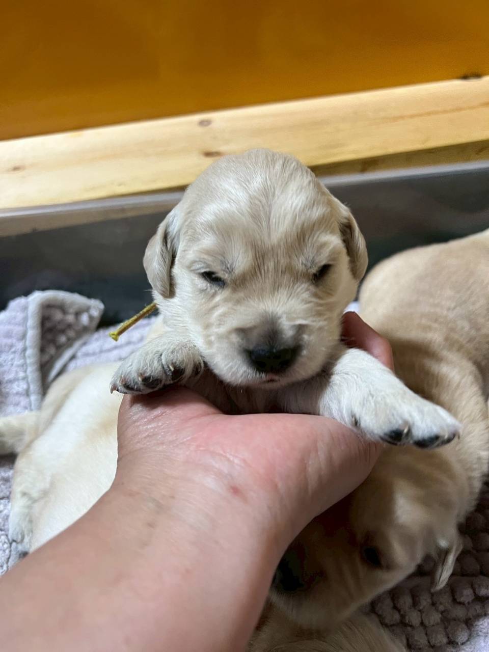 ゴールデンレトリーバー   ご家族様が決まりました。