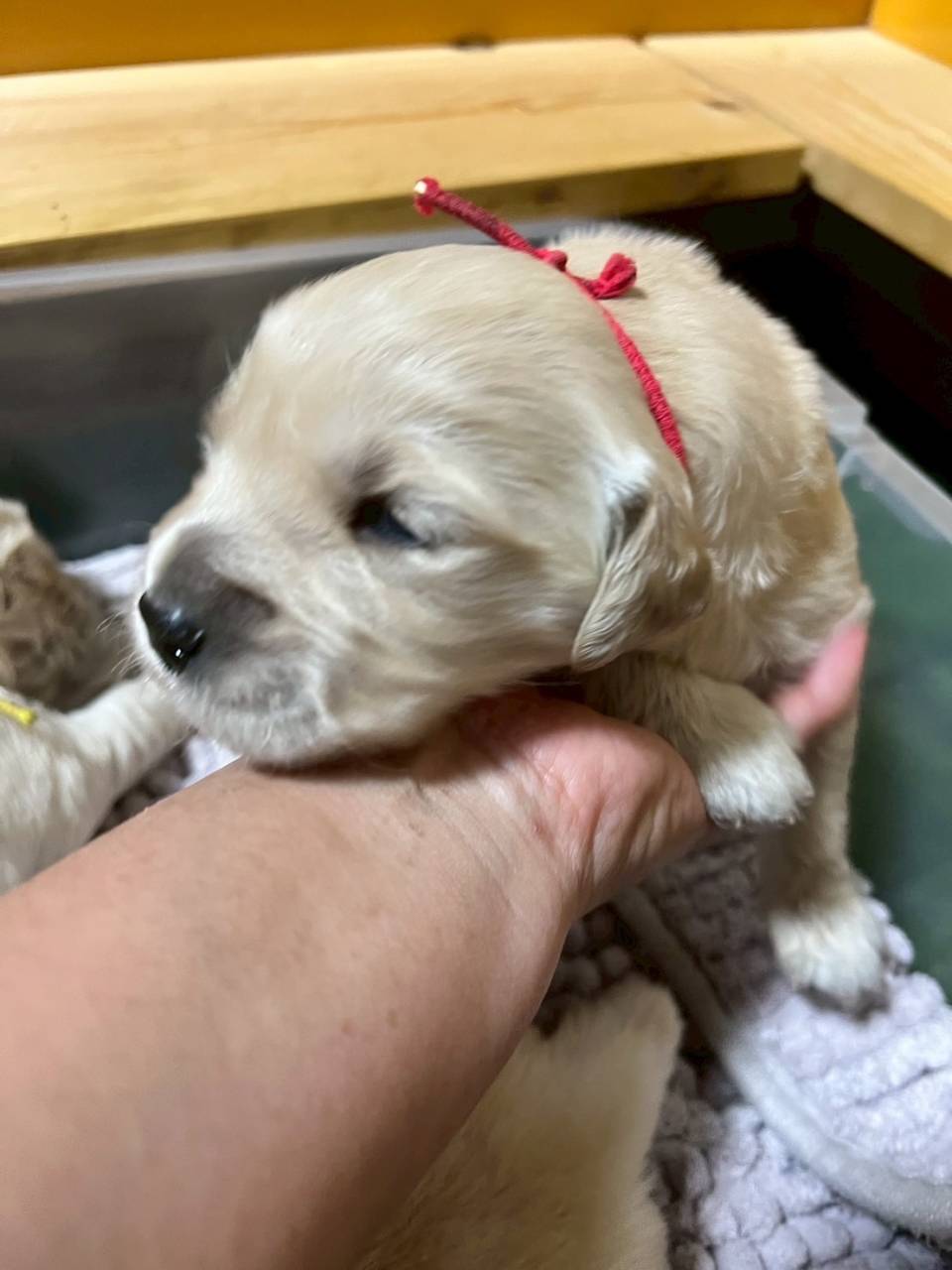 ゴールデンレトリーバーご家族様が決まりました。