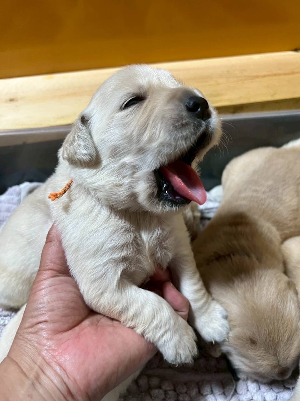 ゴールデンレトリーバーご家族様が決まりました。