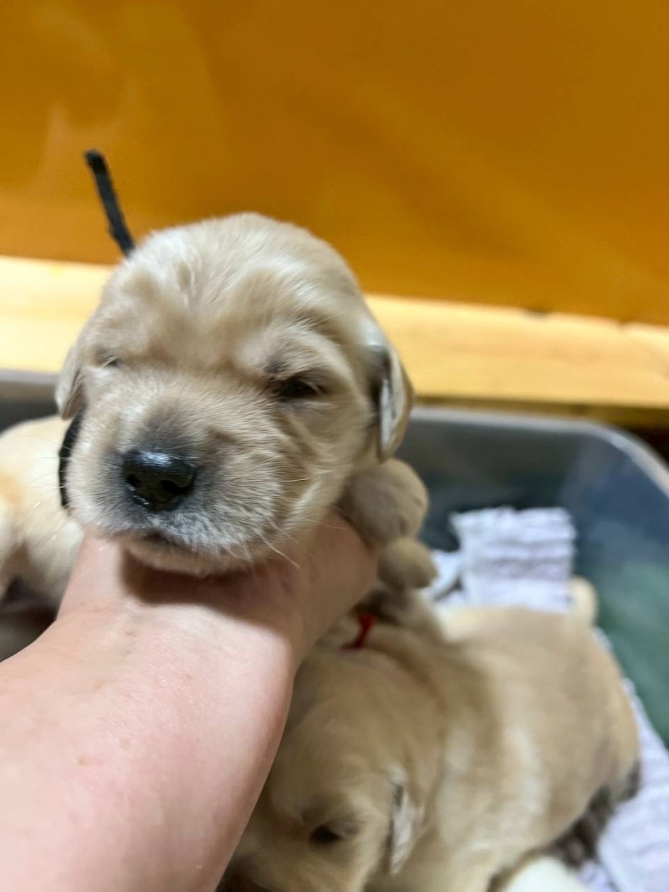 ゴールデンレトリーバー   ご家族様が決まりました。