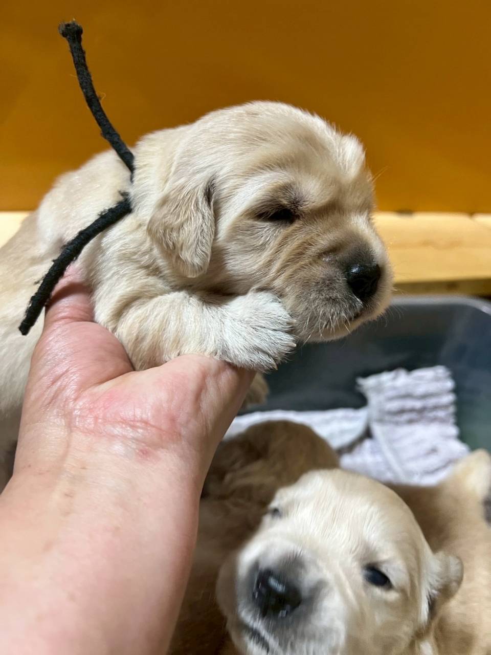 ゴールデンレトリーバー   ご家族様が決まりました。