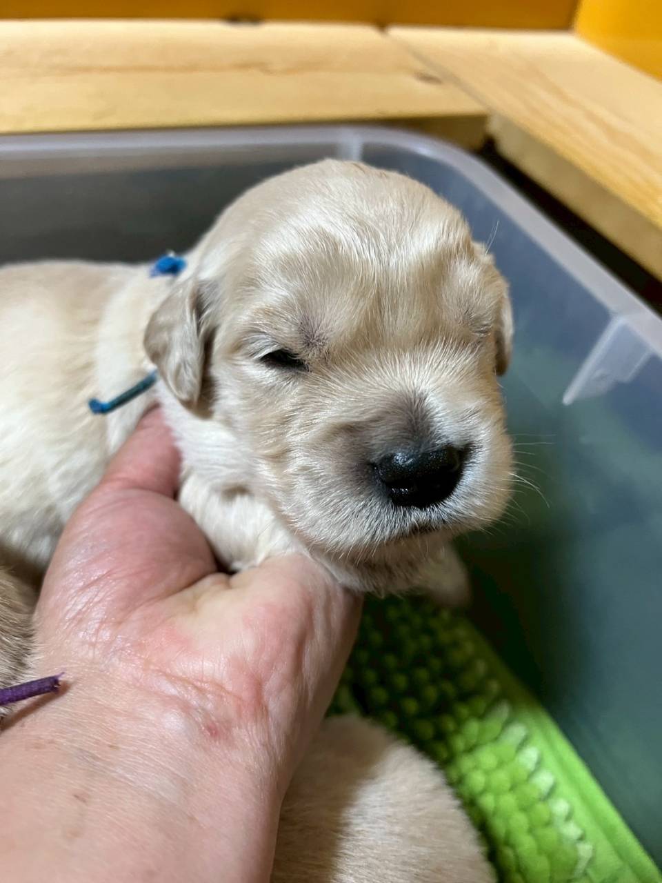 ゴールデンレトリーバー　ご家族様が決まりました