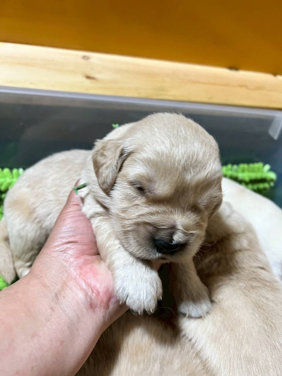 ゴールデンレトリーバー　ご家族様が決まりました