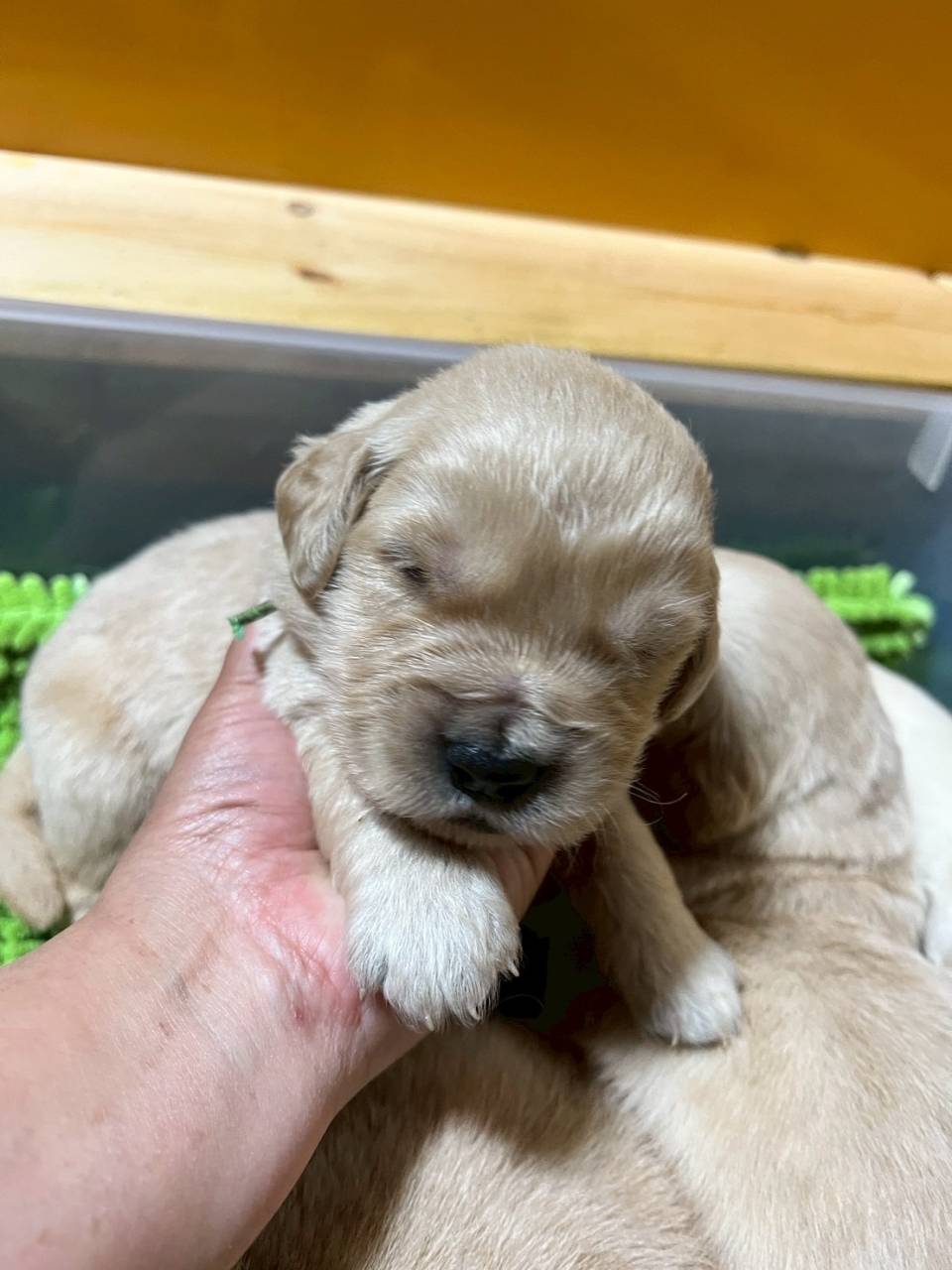 ゴールデンレトリーバー　ご家族様が決まりました