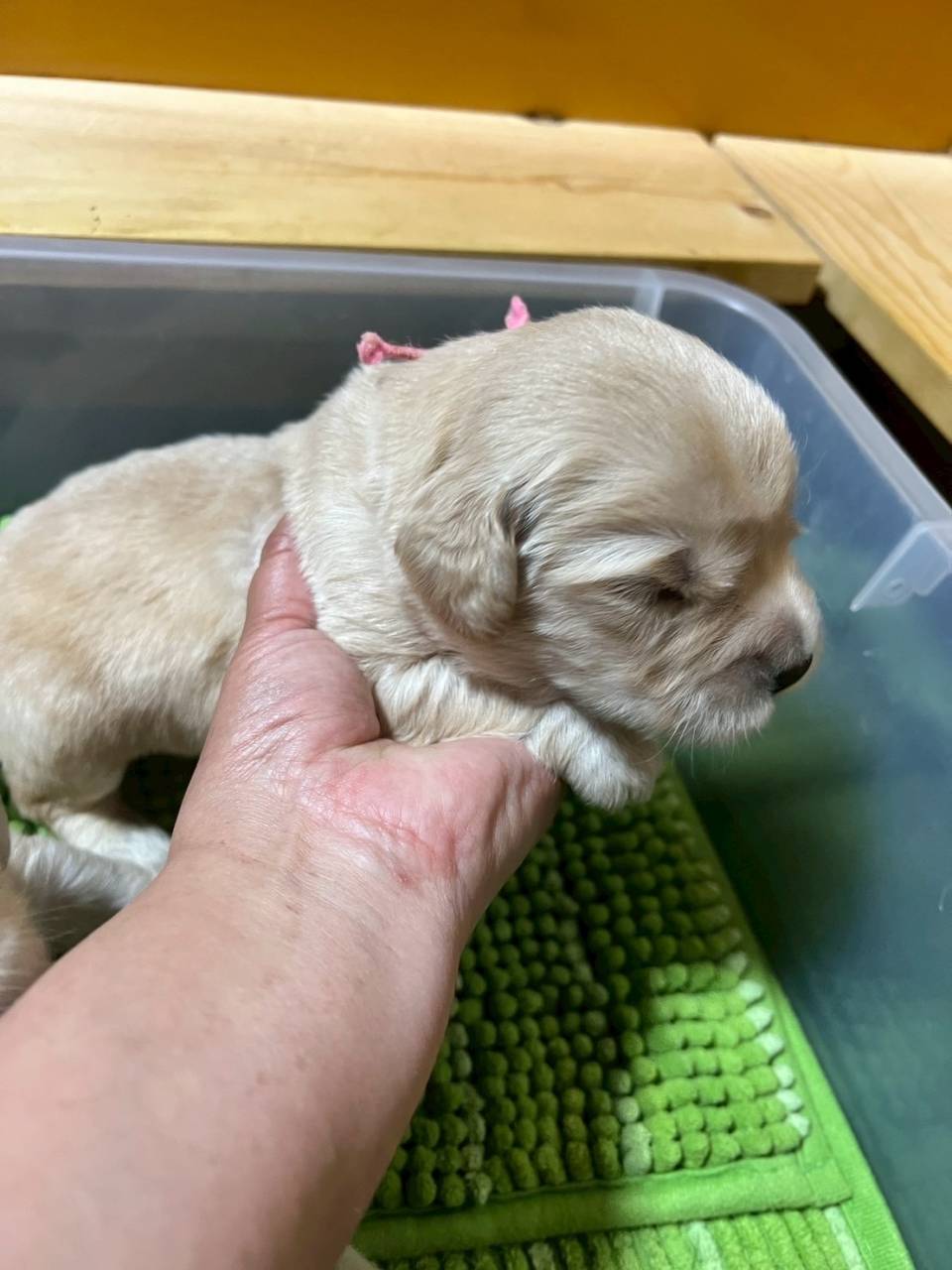 ゴールデンレトリーバーご家族様が決まりました。