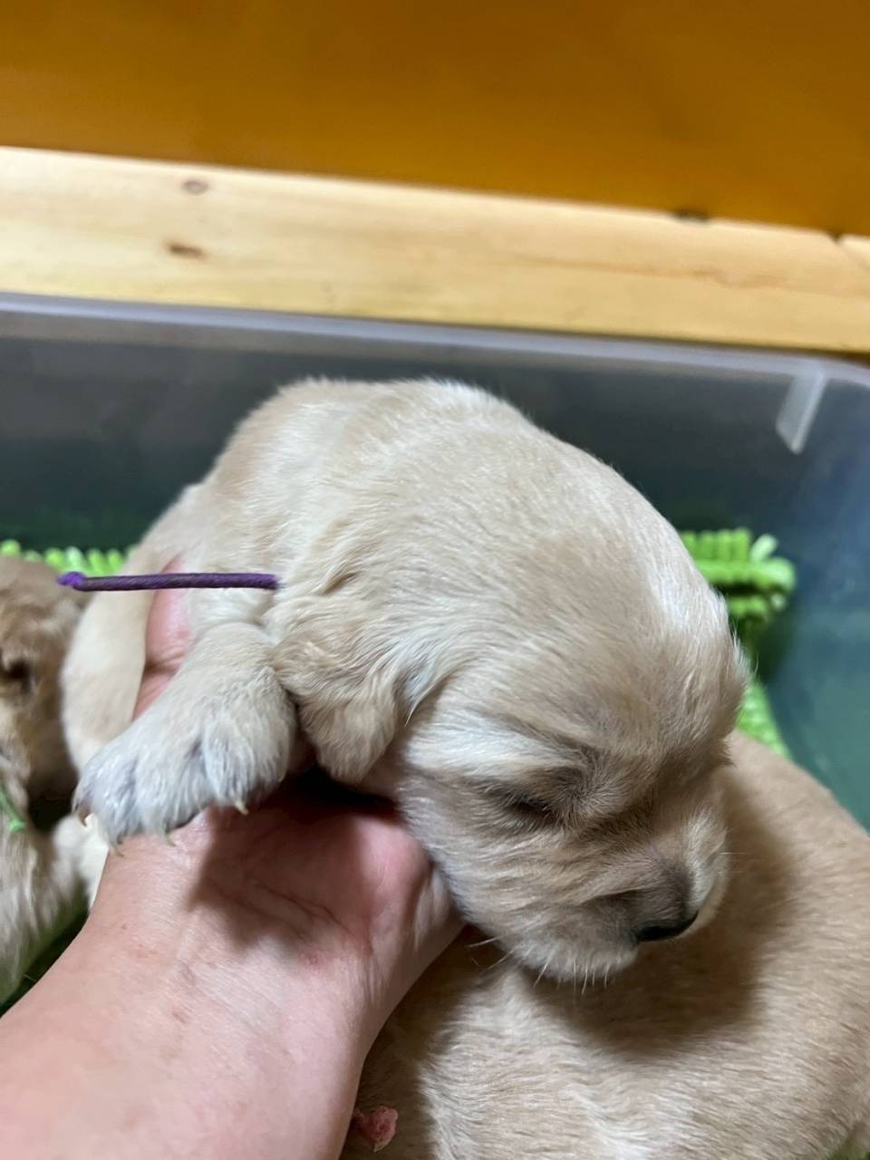 ゴールデンレトリーバーご家族様が決まりました。