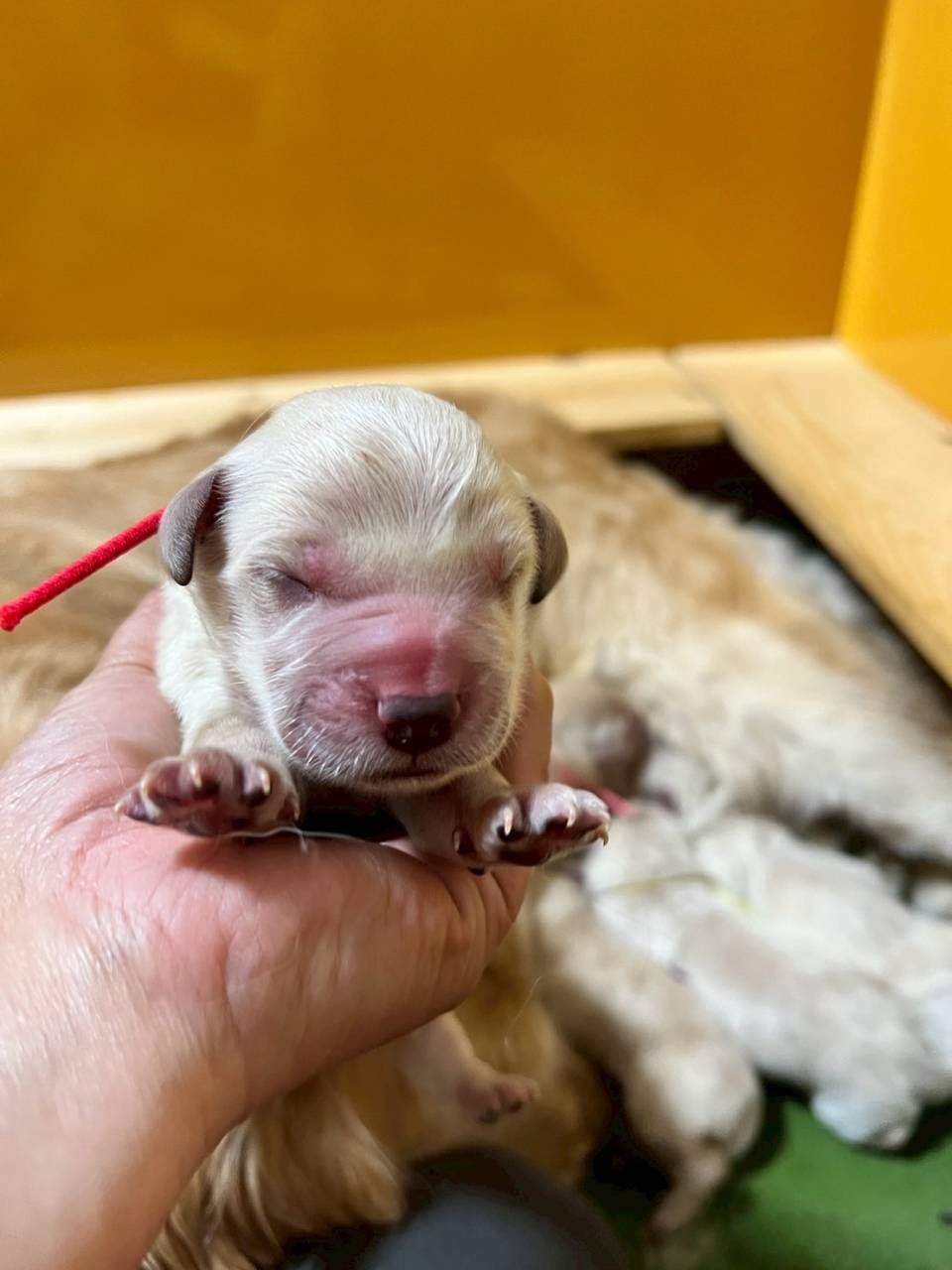 ゴールデンレトリーバーご家族様が決まりました。