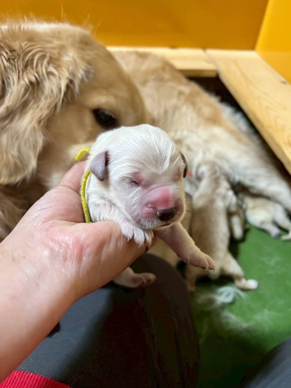 ゴールデンレトリーバー   ご家族様が決まりました。